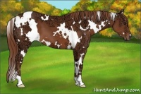 Horse Color:White Spotted Chestnut Ice 