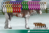 Horse Color:White Spotted Silver Brown Tobiano