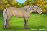 Horse Color:Silver Buckskin Dun Sabino