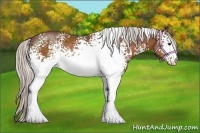 Horse Color:White Spotted Silver Bay Rabicano