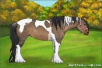 Horse Color:Brown Dun Tobiano