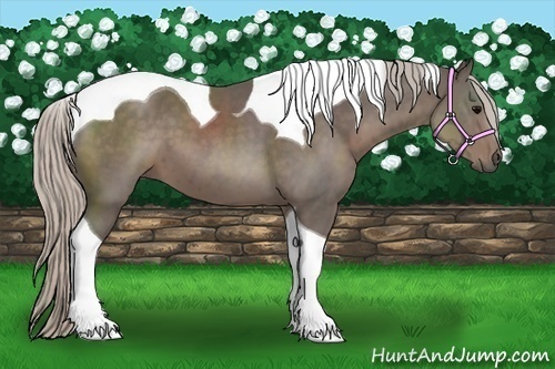 Horse Color:Silver Black Tobiano 