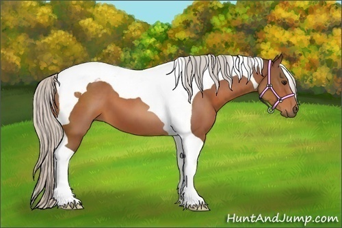 Horse Color:Silver Bay Tobiano 