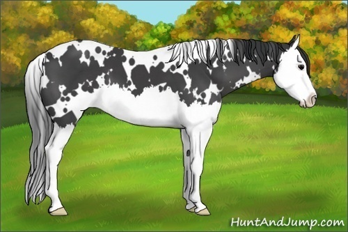 Horse Color:White Spotted Black Splash