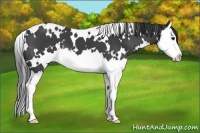 Horse Color:White Spotted Black Splash