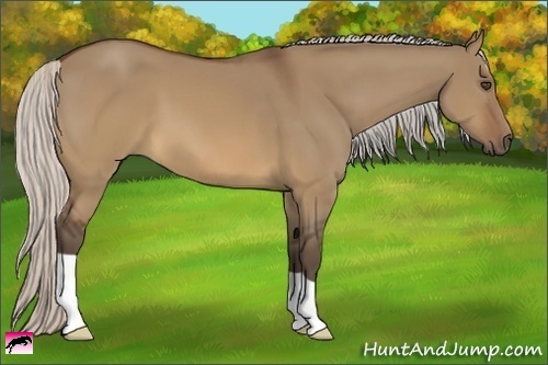 Horse Color:Silver Brown Dun 