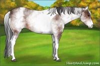 Horse Color:White Spotted Bay Tobiano 
