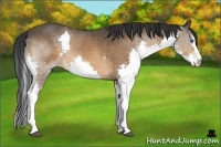 Horse Color:White Spotted Bay Splash