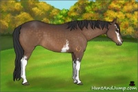 Horse Color:White Spotted Bay 