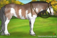 Horse Color:Brown Splash