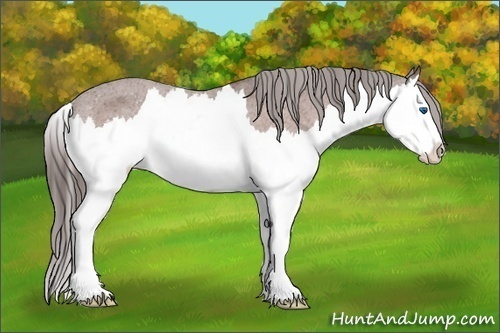 Horse Color:Bay Splash Appaloosa 