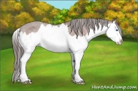 Horse Color:Bay Splash Appaloosa 
