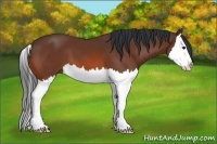Horse Color:Bay Splash 