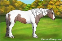 Horse Color:Bay Tobiano Varnish