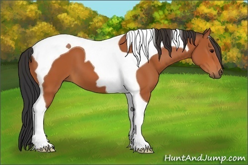 Horse Color:Bay Tobiano