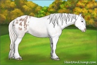 Horse Color:Silver Bay Roan Splash Appaloosa 