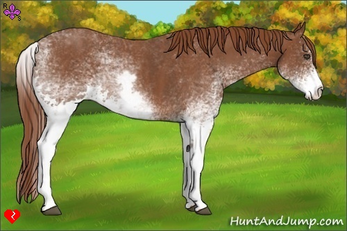 Horse Color:White Spotted Chestnut Brindle