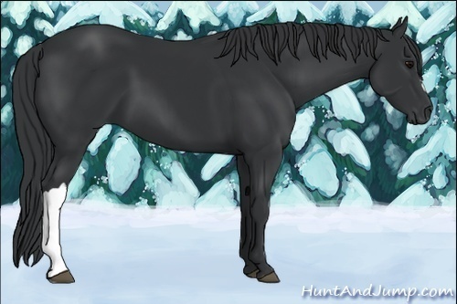 Horse Color:Black 