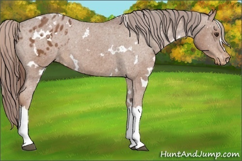 Horse Color:White Spotted Chestnut Varnish 
