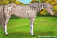 Horse Color:White Spotted Chestnut Appaloosa 