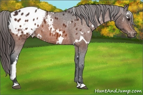 Horse Color:White Spotted Brown Blanket 