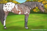 Horse Color:White Spotted Bay Appaloosa