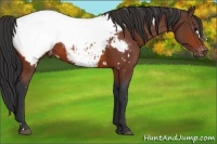 Horse Color:White Spotted Bay Near Fewspot