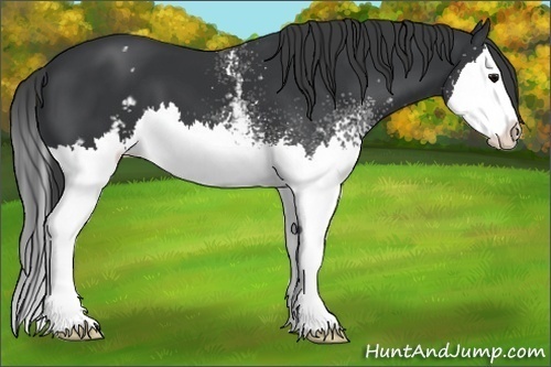 Horse Color:White Spotted Black Splash