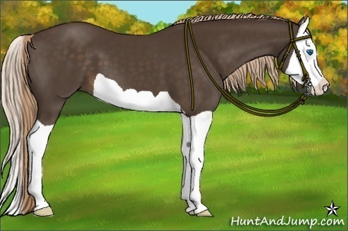 Horse Color:Liver Chestnut Splash 