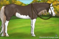 Horse Color:Liver Chestnut Splash