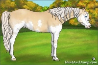 Horse Color:Silver Amber Champagne Splash