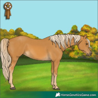 Horse Color:Palomino
