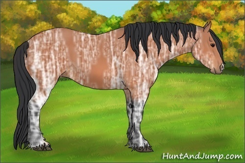 Horse Color:Bay Ice