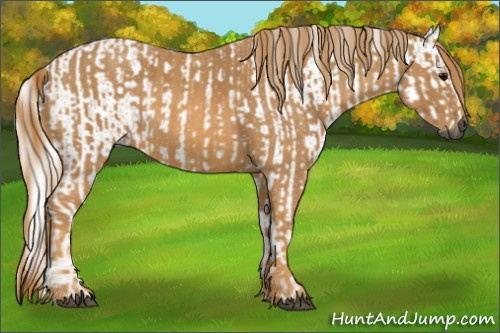 Horse Color:Gray White Spotted Smoky Black  Brindle