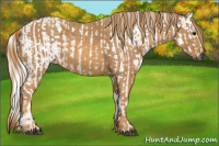 Horse Color:Gray White Spotted Smoky Black  Brindle