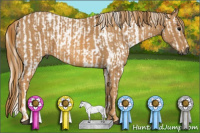 Horse Color:Gray White Spotted Black  Brindle