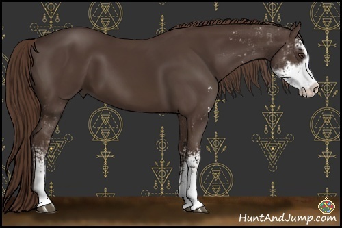 Horse Color:Liver Chestnut Sabino 