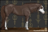 Horse Color:Liver Chestnut Sabino 