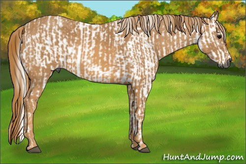 Horse Color:Gray White Spotted Black  Brindle