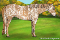 Horse Color:Gray White Spotted Black Brindle