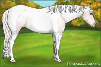 Horse Color:Silver Bay Tobiano Appaloosa 