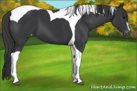 Horse Color:Black Sabino Tobiano Appaloosa 