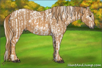 Horse Color:Gray White Spotted Black  Brindle