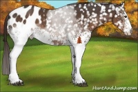 Horse Color:White Spotted Liver Chestnut Tobiano Appaloosa 