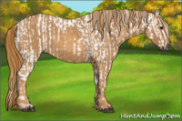 Horse Color:Gray White Spotted Black  Brindle