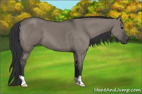 Horse Color:Grullo 