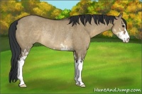 Horse Color:Brown Dun Sabino Rabicano