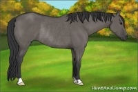 Horse Color:Grullo Rabicano 