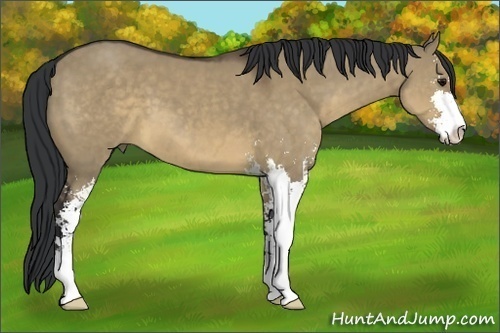 Horse Color:Brown Dun Sabino