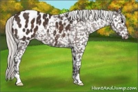 Horse Color:Silver Brown Snowflake Varnish 